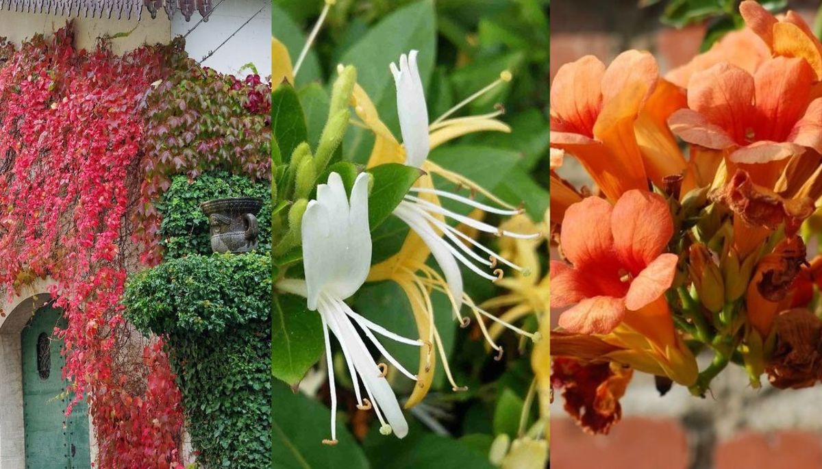 3 plantas trepadoras para llenar el jardín de color en otoño