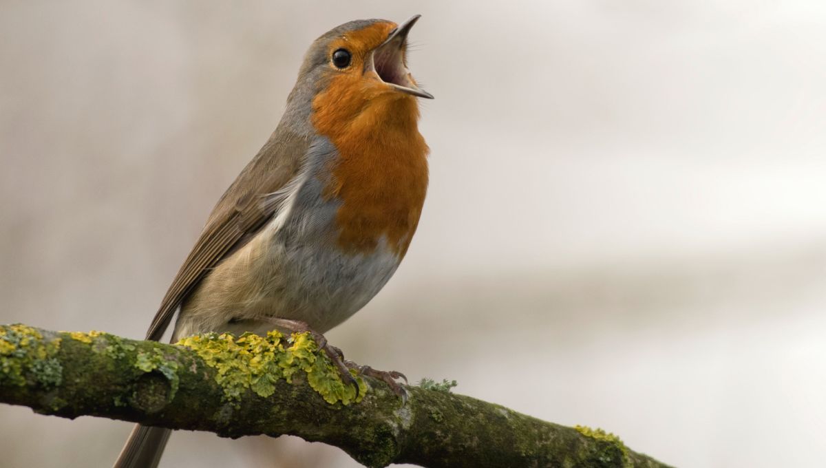 El grito que une a 20 especies de aves y revela el origen del lenguaje humano