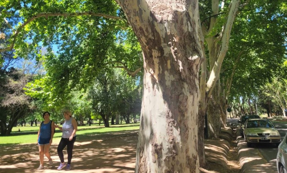Los árboles centenarios son un ejemplo de arquitectura vegetal. Los árboles centenarios son un ejemplo de arquitectura vegetal.