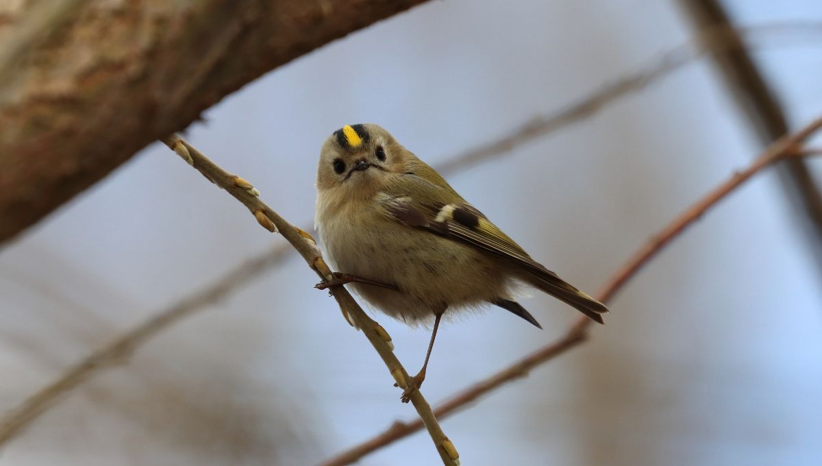 Paso a paso para convertir una caja de jugo en una casa para p&aacute;jaros.&nbsp;