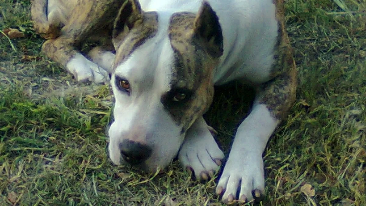 Mató a un perro. Un policía asesinó de un disparo a un perro y amenazó a sus dueños. 