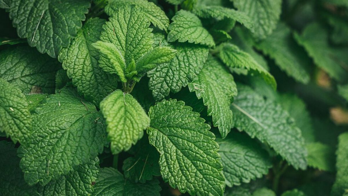 Qué significa tener una menta en el jardín de casa