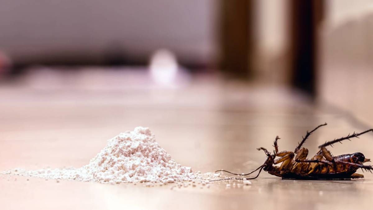 Dile adiós a las cucarachas con estos trucos caseros y no volverás a verlas en tu hogar
