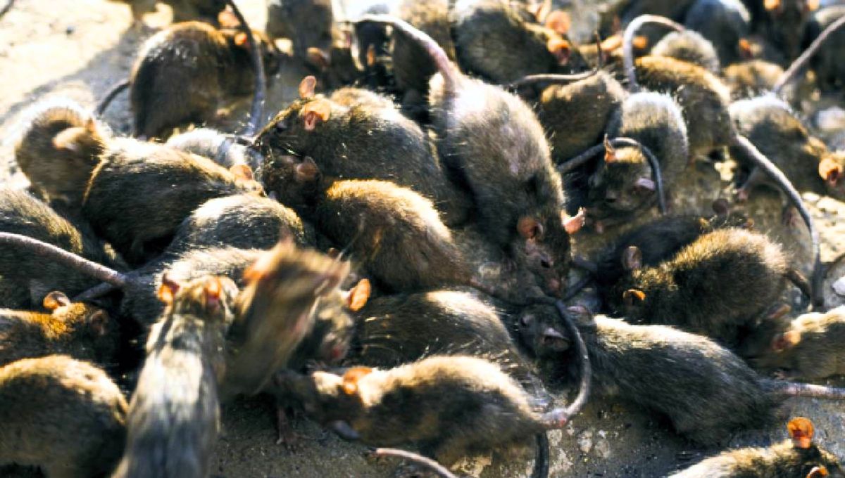 El país que mayor cantidad de ratas tiene en todo el mundo: se estiman más de 2 mil millones