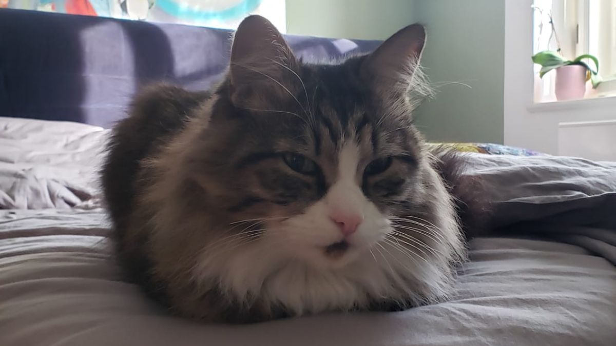 Victoria no quiso dejar atrás a su gato Timo, y se reunió con su pareja Andrei, en Munich, aceptando la hospitalidad del mendocino Leopoldo Ávalos.