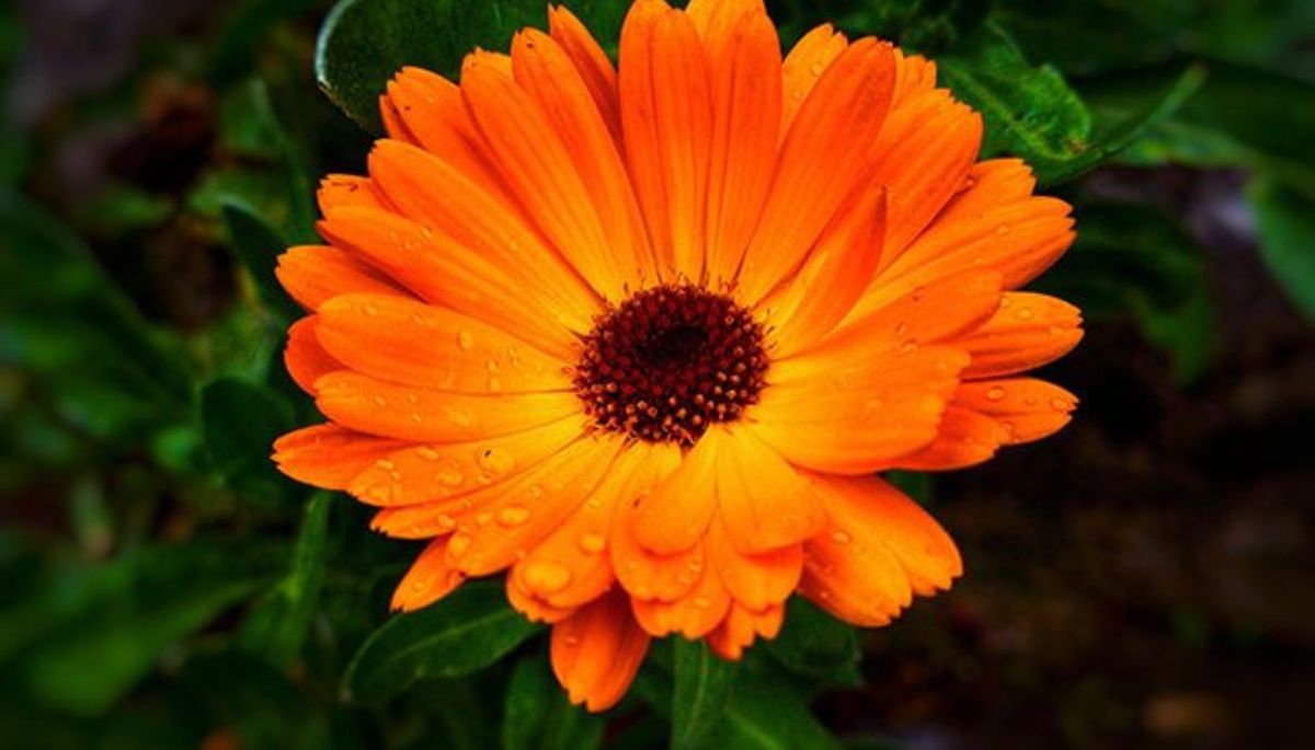 Esta planta se puede cultivar en macetas o directo en el sustrato. Esta planta se puede cultivar en macetas o directo en el sustrato.