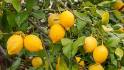 Con este truco de jardinería tus árboles frutales se mantendrán fuertes en otoño.