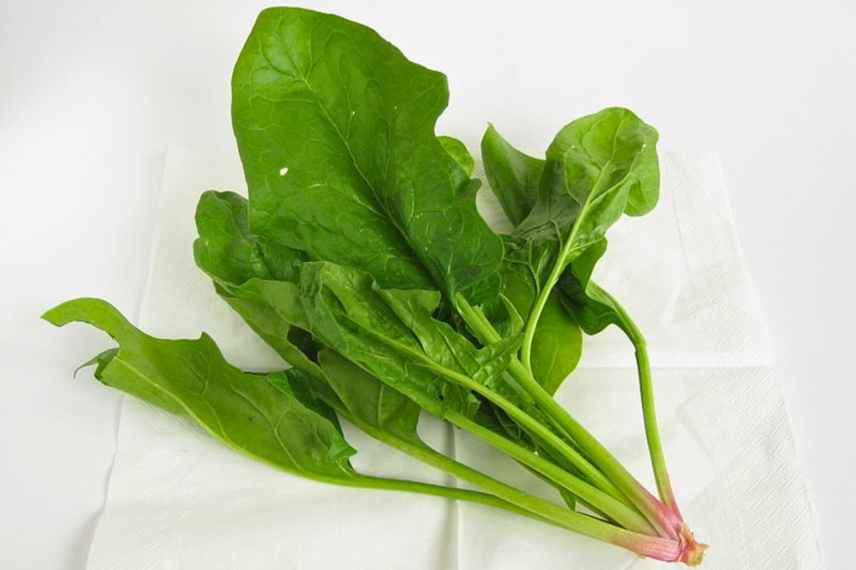 Tallos de espinaca. Tallos de espinaca.