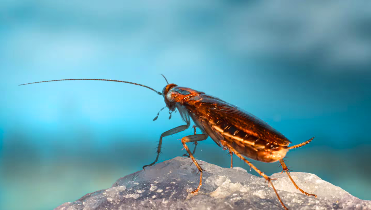 Gracias a este truco casero, tu casa estará libre de plagas. Gracias a este truco casero, tu casa estará libre de plagas.