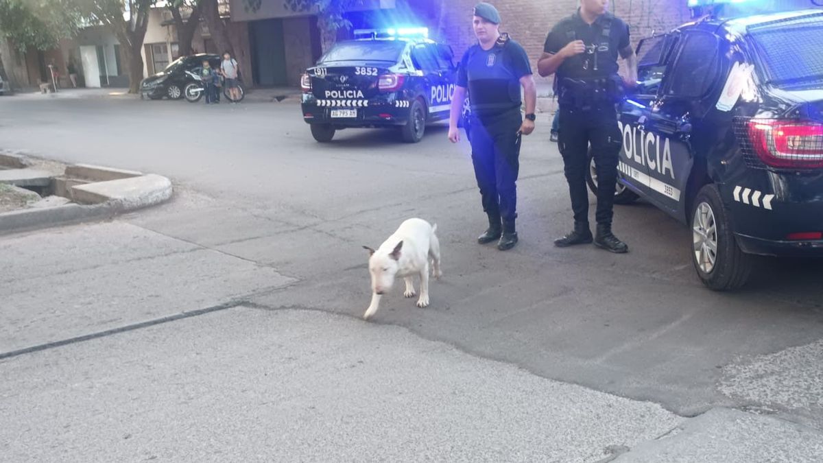 Los vecinos salvaron a Rolo, el perro de la familia, del incendio.