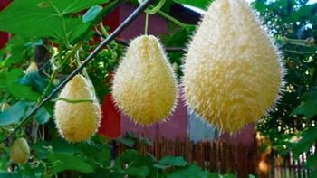 El fruto exótico cuyas partes cura problemas renales, cardíacos y muchos más El fruto exótico cuyas partes cura problemas renales, cardíacos y muchos más