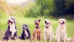 ¿Qué raza de perro serías según tu fecha de nacimiento?