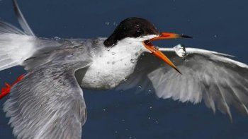 Mirada privilegidada de pájaros en plena pesca