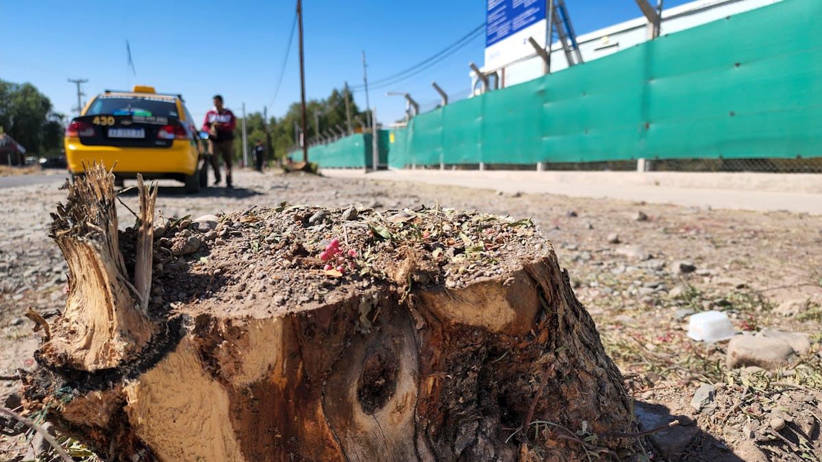 Así lucen los ejemplares que se cortaron en la calle Doctor Posse, en Las Heras, donde se erige en el gran templo de la iglesia mormona.