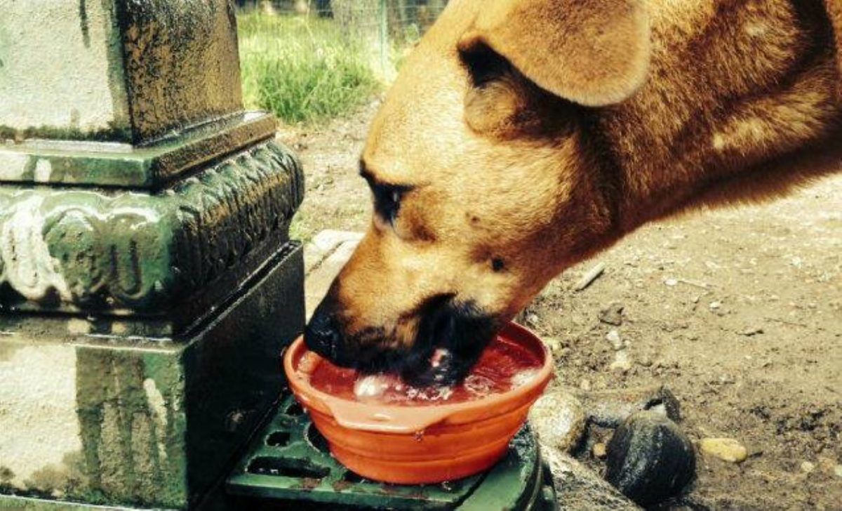 Un tarro con agua en la puerta de la casa ayudará a que muchos perros callejeros no pasen sed
