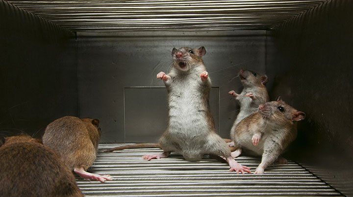 Las ratas tienen cosquillas cuando están de buen humor