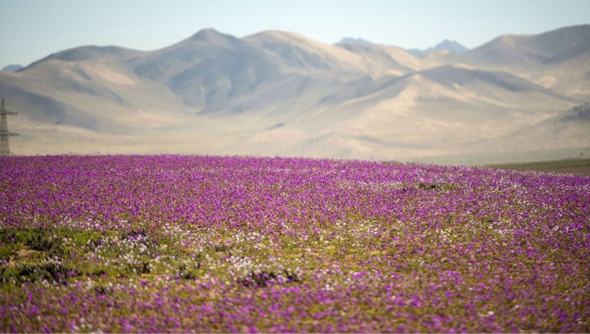 La nieve transforma el desierto más seco del planeta Tierra en un mar de flores después de 10 años