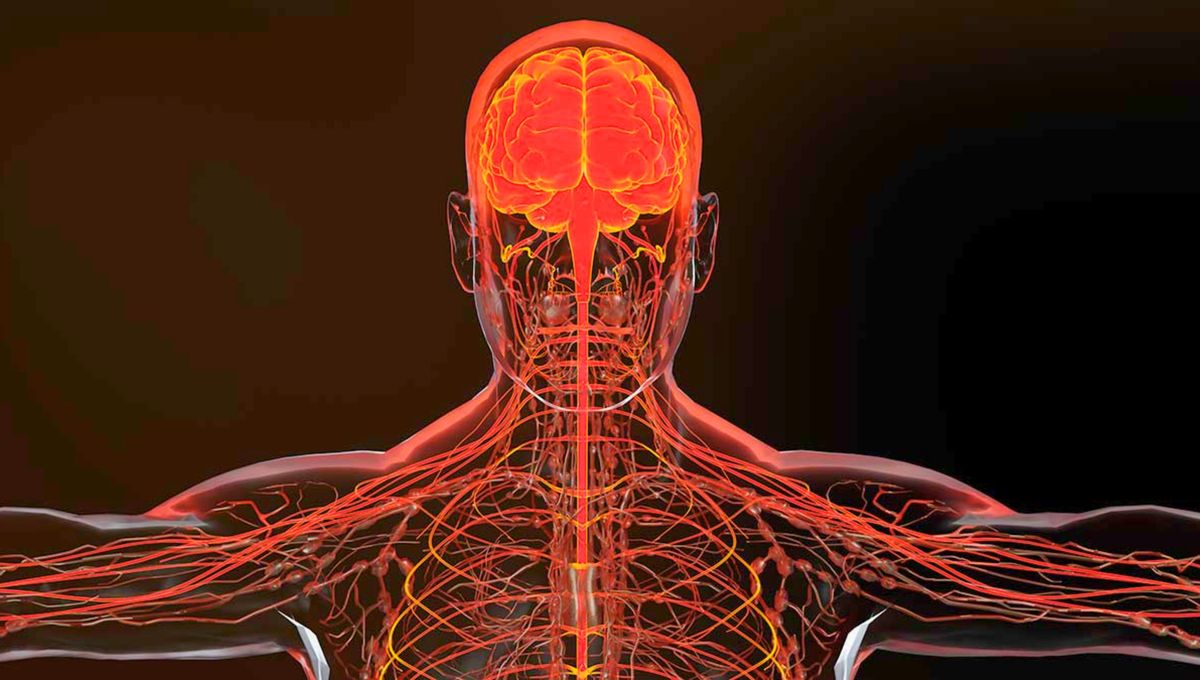 Este tipo de estudios demostró que el sistema nervioso jugaba un papel central en este fenómeno. Este tipo de estudios demostró que el sistema nervioso jugaba un papel central en este fenómeno. 