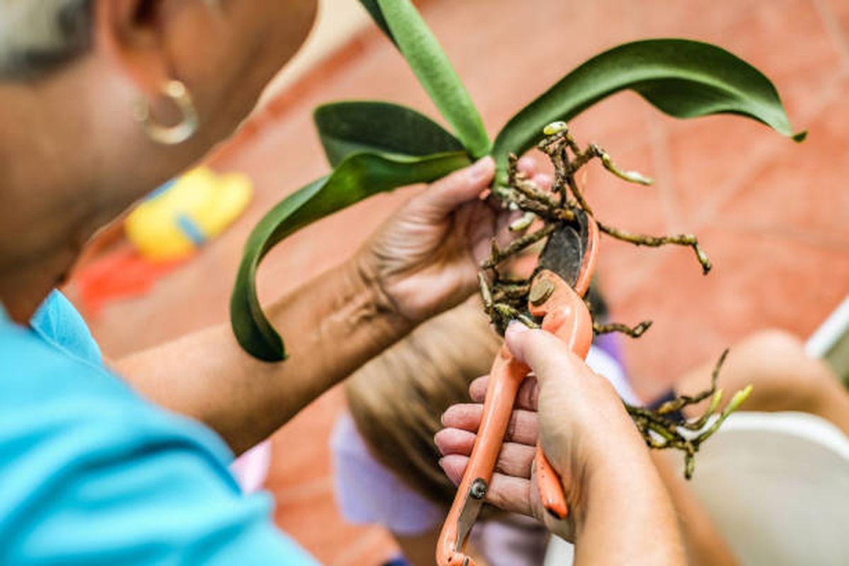 El secreto de jardiner&iacute;a para reproducir las orqu&iacute;deas por esqueje.