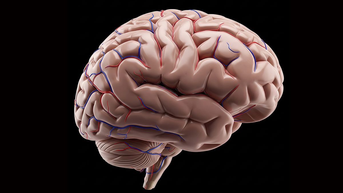 El cerebro se ve beneficiado con un buen desafío matemático. El cerebro se ve beneficiado con un buen desafío matemático.