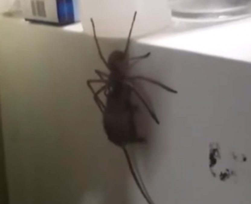 Video: entró a la cocina y filmó una araña comiéndose a una rata