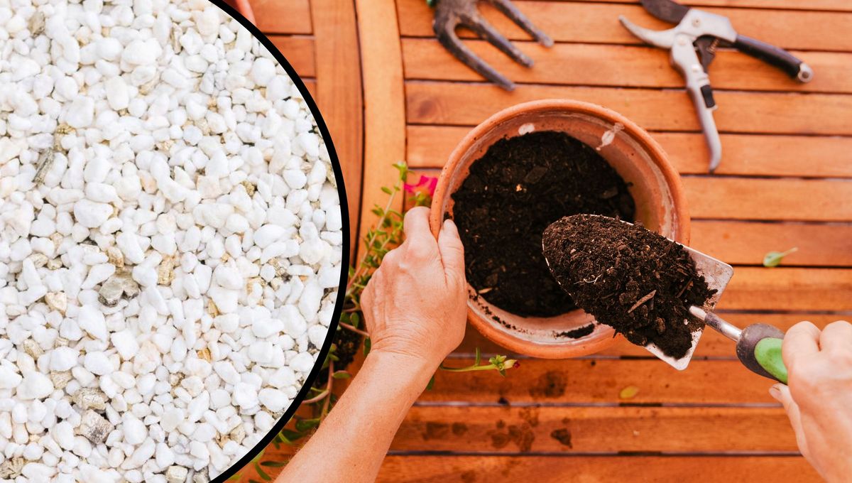 Cada planta tiene necesidades diferentes de acuerdo a su orígen, hojas, raíces y flores