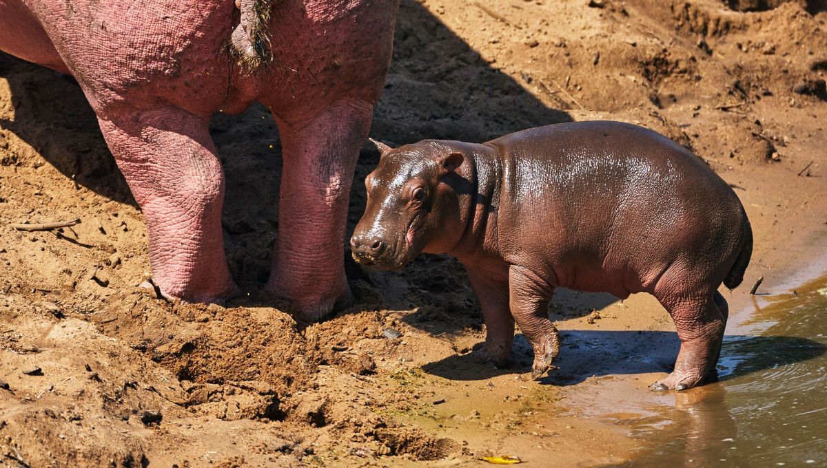Las cr&iacute;as de hipop&oacute;tamo envuelven firmemente con la lengua uno de los dos pezones situados entre las patas traseras de la madre para mamar.