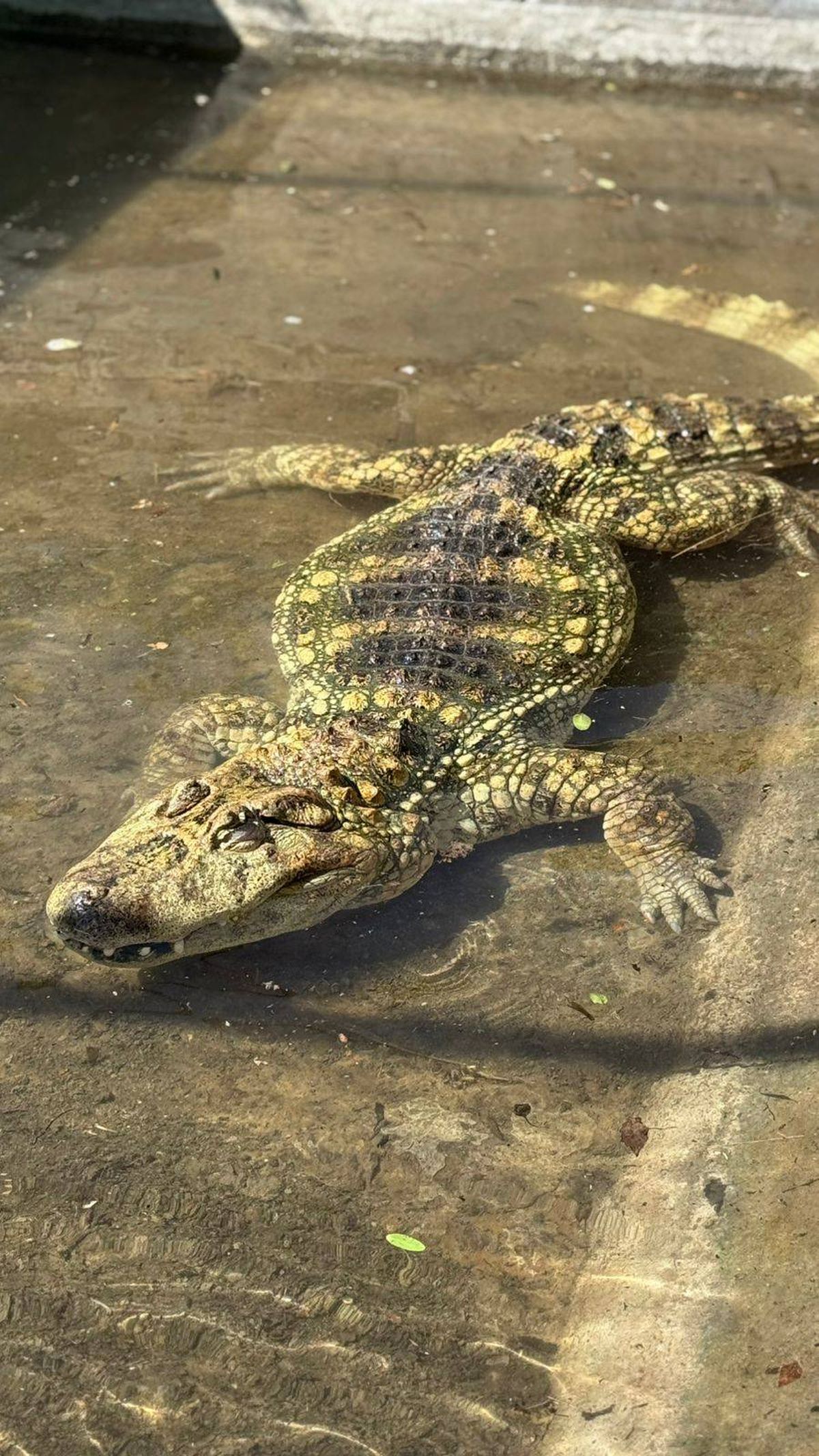 El yacaré overo que estuvo 10 años en Mendoza ya está en Santa Fe. El yacaré overo que estuvo 10 años en Mendoza ya está en Santa Fe.