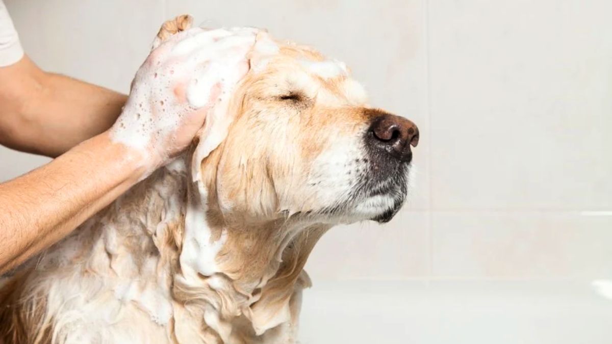 El pelaje de tu perro se puede ver favorecido por diferentes elementos caseros, y uno es la manzanilla.
