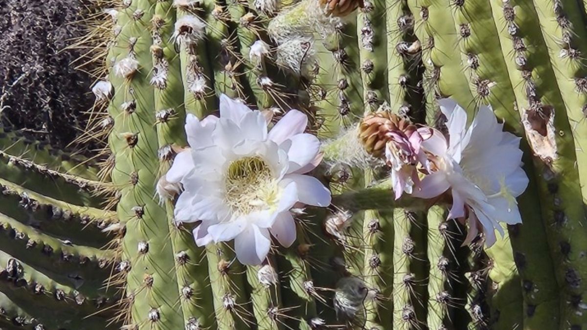 (Foto: Natalia Mazzei) (Foto: Natalia Mazzei)