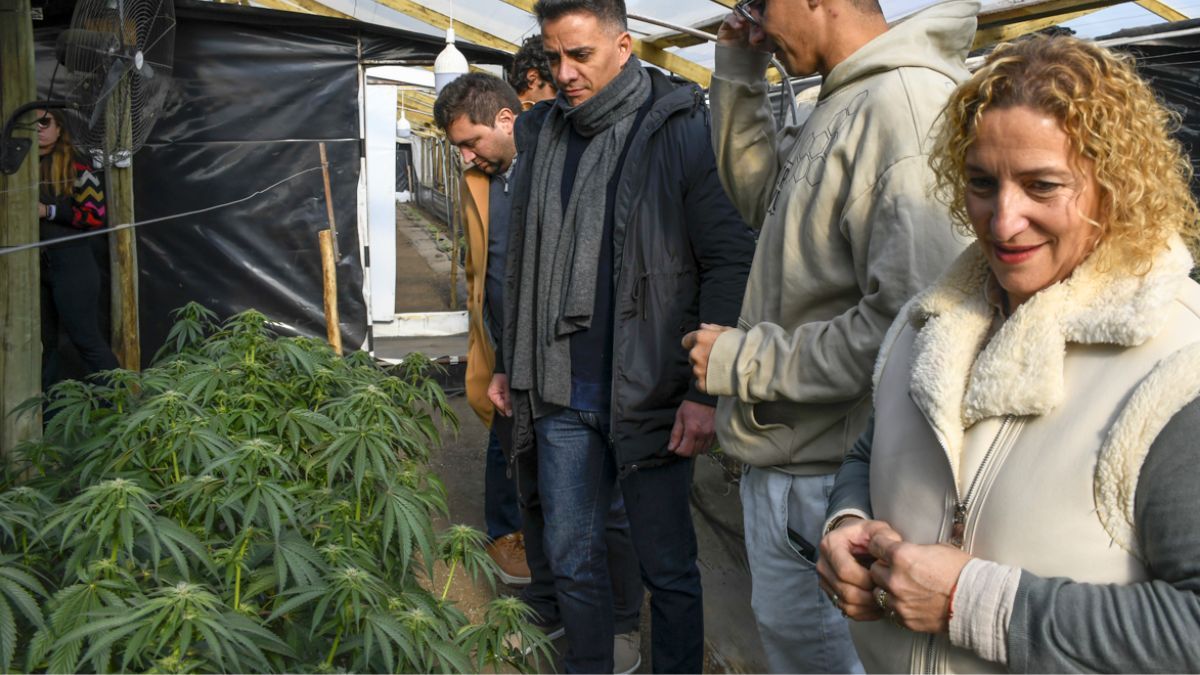 El intendente de Guaymallén, Marcos Calvente, visitó Wichan SAS y Dr. Cultivo, dos emprendimientos de cannabis medicinal ubicados en el departamento. El intendente de Guaymallén, Marcos Calvente, visitó Wichan SAS y Dr. Cultivo, dos emprendimientos de cannabis medicinal ubicados en el departamento.