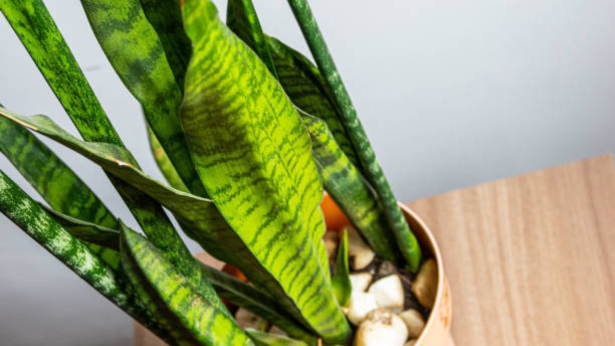Si tenés una sansevieria o lengua de suegra, las cáscaras de esta fruta impulsarán su crecimiento en otoño