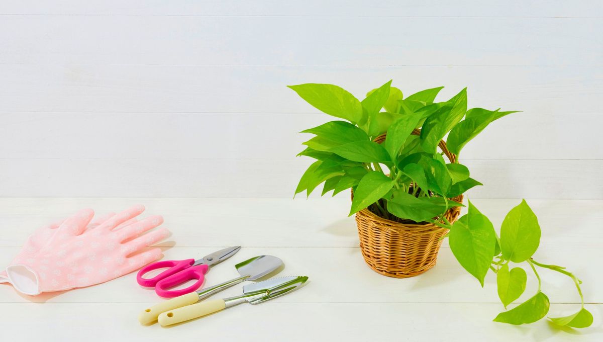 El potus es una planta de origen asiático, ornamental y de crecimiento rápido El potus es una planta de origen asiático, ornamental y de crecimiento rápido 