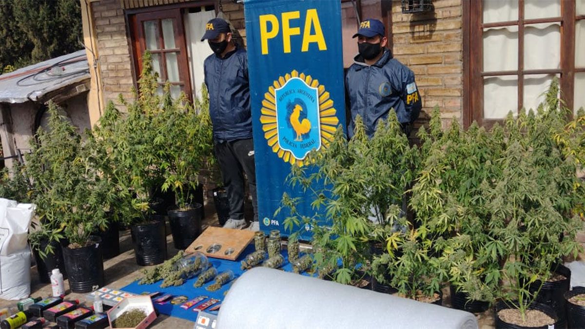 Encontraron un vivero de marihuana en Las Heras.
