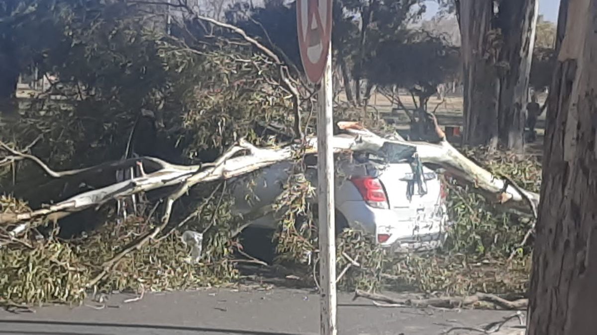 La cantidad de árboles caídos fue numerosa en el Gran Mendoza a raíz de las fuertes ráfagas del viento Zonda.