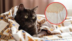 Chau manchas de orina en los colchones de la casa. Chau manchas de orina en los colchones de la casa.