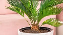 Esta planta requiere pocos cuidados y es perfecta para decorar jardines o interiores.