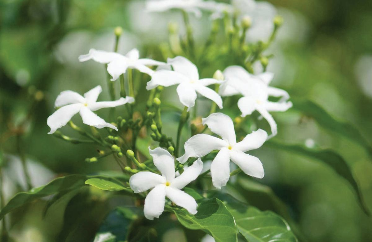 El jazmín común posee cinco pétalos de color blanco. Imagen: Pixabay El jazmín común posee cinco pétalos de color blanco. Imagen: Pixabay