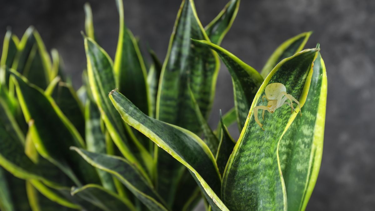 Esta peligrosa plaga pone en riesgo la integridad de tu lengua de suegra o sansevieria. Esta peligrosa plaga pone en riesgo la integridad de tu lengua de suegra o sansevieria.