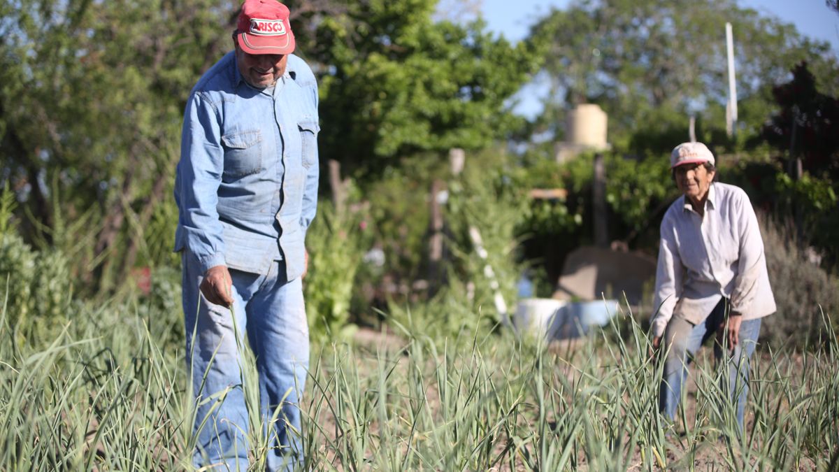 Para semilla. La gran mayoría de la producción de hortalizas de la finca de los Ramírez será destinada a la producción de semillas, para hacer crecer al banco de la Casa de Semillas.