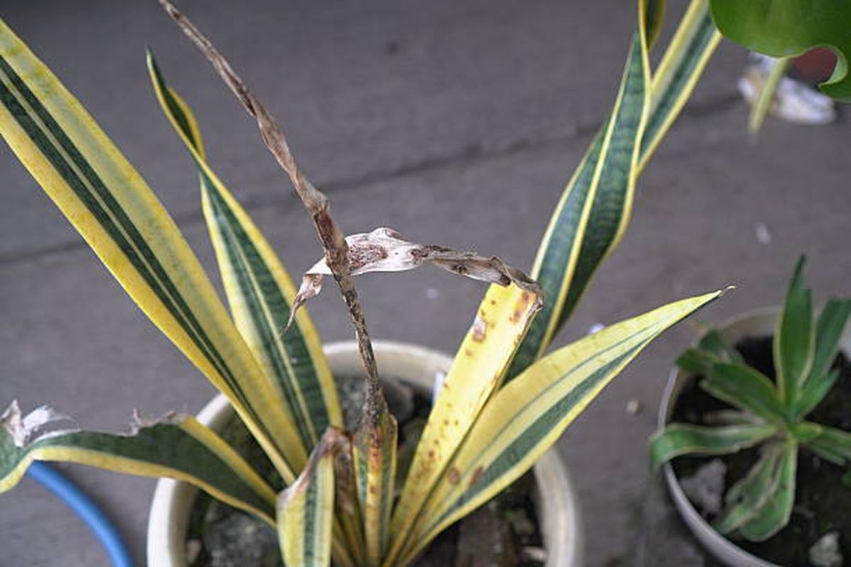 Por estas razones tu sansevieria o lengua de suegra exhibirá sus hojas en mal estado. Por estas razones tu sansevieria o lengua de suegra exhibirá sus hojas en mal estado.