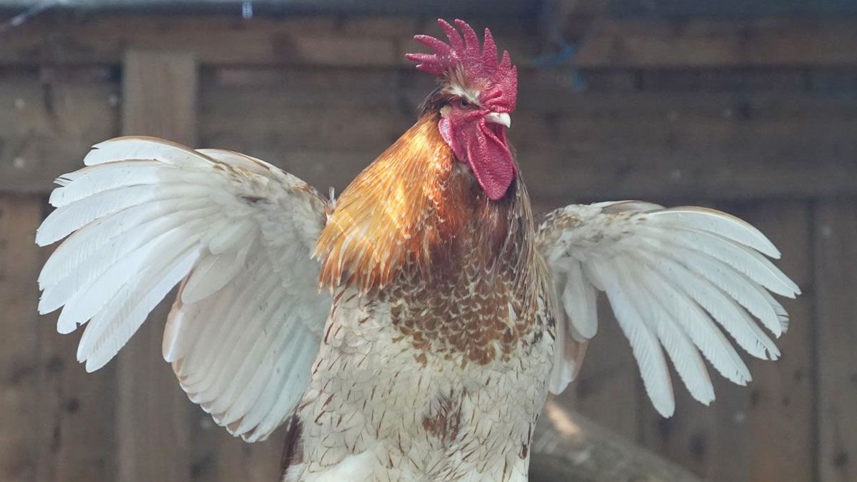 El gallo canta más de una vez al día y las personas se preguntan qué significa realmente.