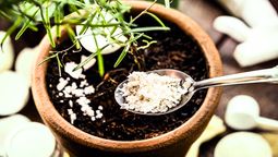 La avena puede ser un excelente abono casero para las plantas de tu jardín&nbsp;