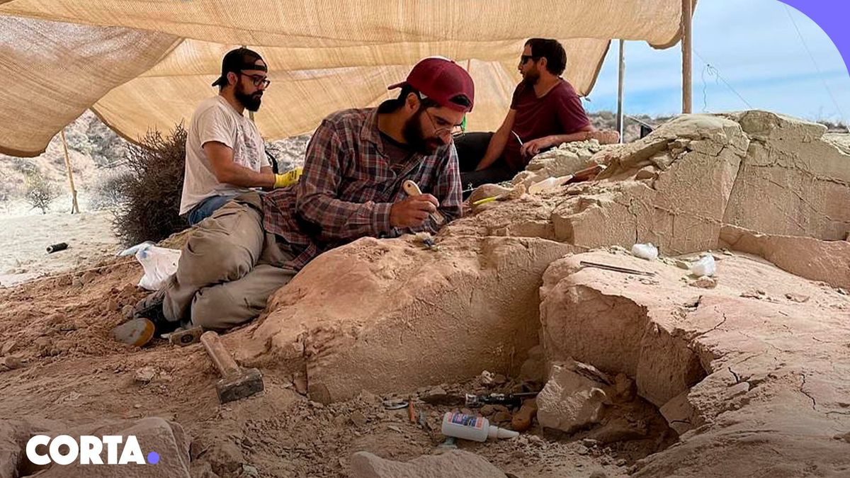 La transmisión estará a cargo de investigadores del Laboratorio de Anatomía Comparada y Evolución de los Vertebrados (LACEV) La transmisión estará a cargo de investigadores del Laboratorio de Anatomía Comparada y Evolución de los Vertebrados (LACEV)