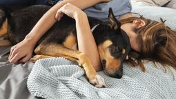 Algunos hábitos cotidianos pueden reforzar sin querer que el perro siga constantemente a su dueño. Crédito: Freepik. Algunos hábitos cotidianos pueden reforzar sin querer que el perro siga constantemente a su dueño. Crédito: Freepik.