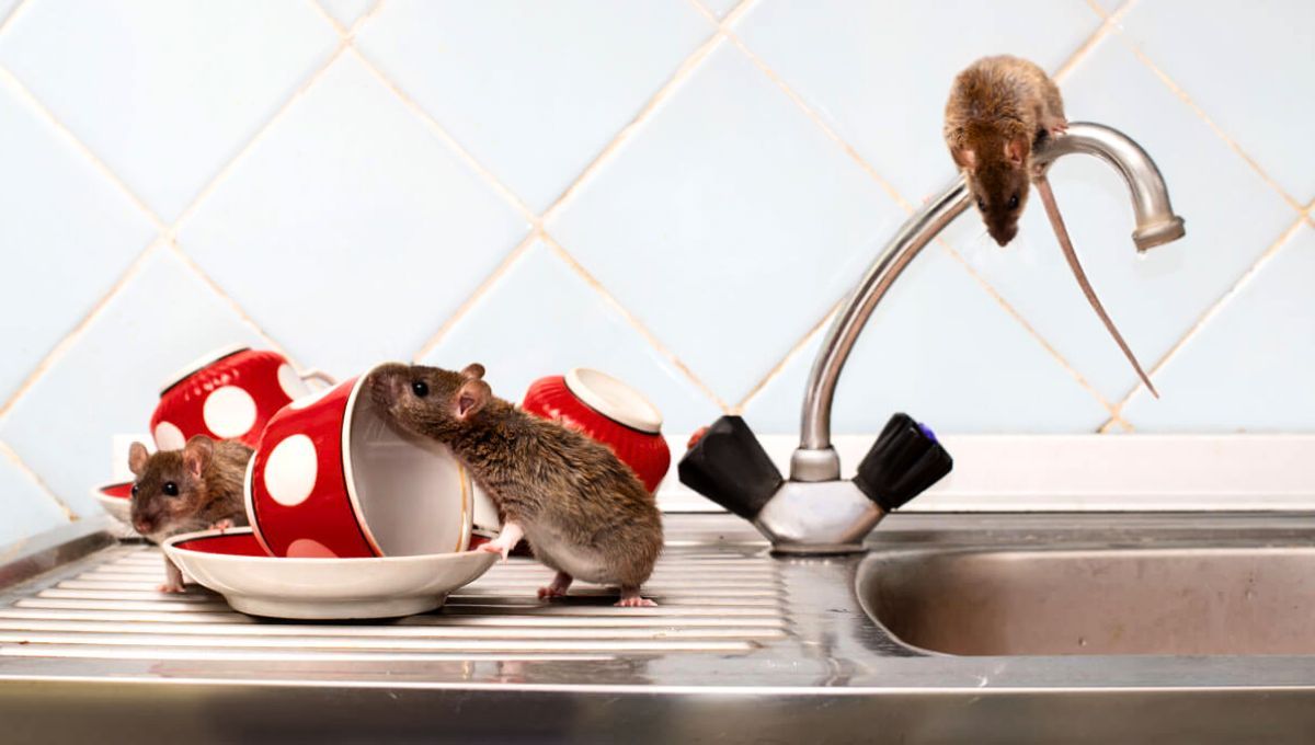 Para ahuyentar las ratas del hogar