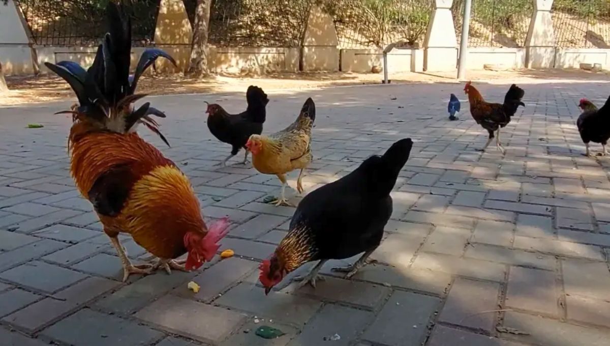 Un censo contabilizó 700 gallinas, gallos y pollos en la ciudad de Alicante en plena ola de calor y con playas repletas de turistas. Un censo contabilizó 700 gallinas, gallos y pollos en la ciudad de Alicante en plena ola de calor y con playas repletas de turistas.