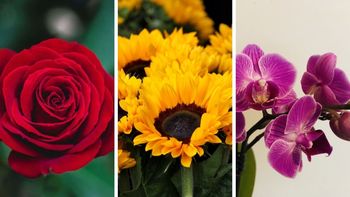 Test de personalidad: elige una flor y descubre qué rasgo tuyo admiran los demás