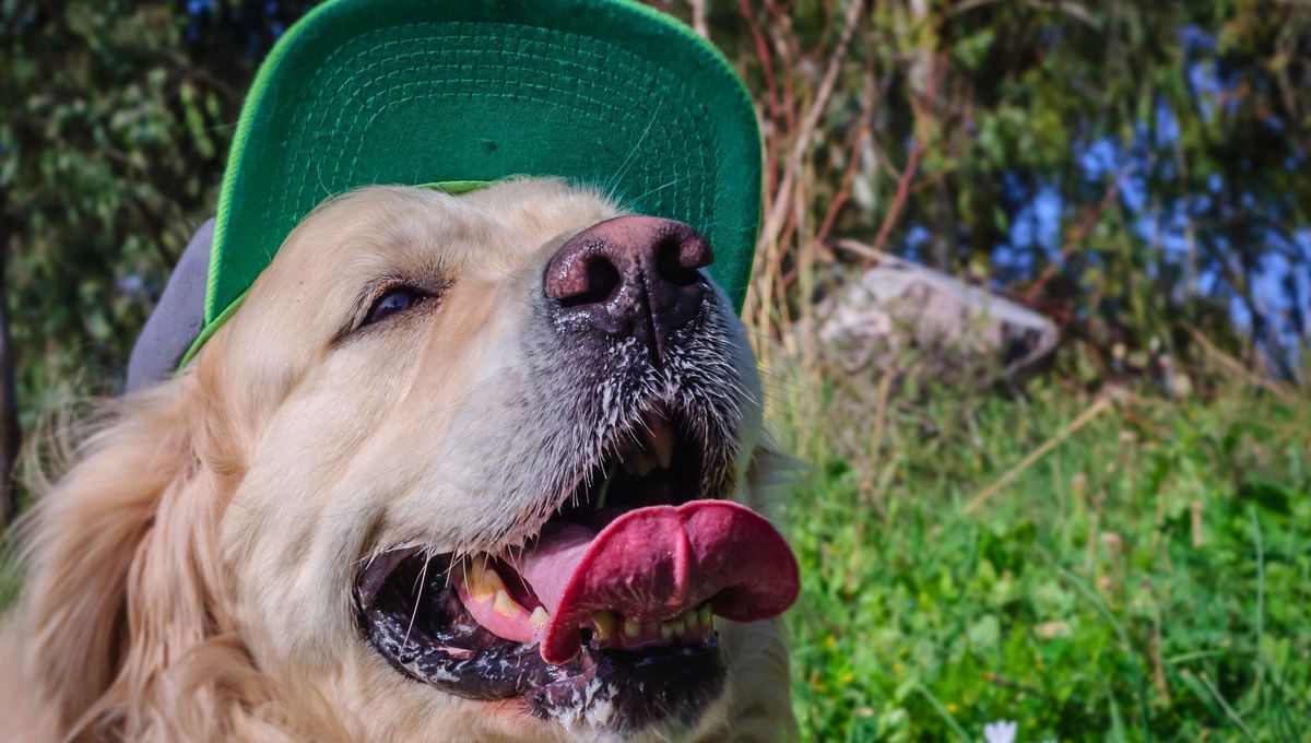 Con un gorro y algunas recomendaciones puedes proteger a tu perro del calor y el verano. Con un gorro y algunas recomendaciones puedes proteger a tu perro del calor y el verano.