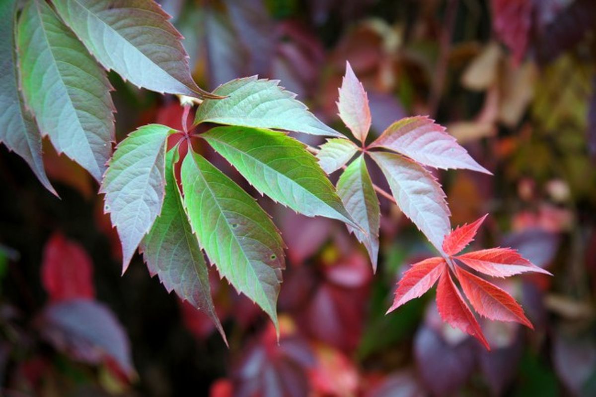 Esta planta se adapta a diversos climas. Imagen: Freepik Esta planta se adapta a diversos climas. Imagen: Freepik